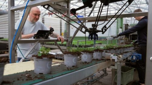 4XROBOTS Prepares for Greenhouse Automation Expansion in the U.S.