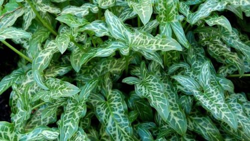How to Keep Houseplants Alive (And Thriving) All Winter Long
