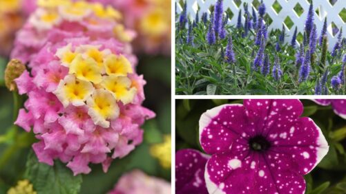 Ball Horticultural Shares Its Favorite Garden Trends for 2026