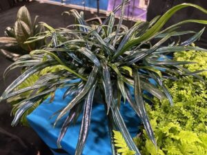 Blue Oil Fern (Casa Flora)