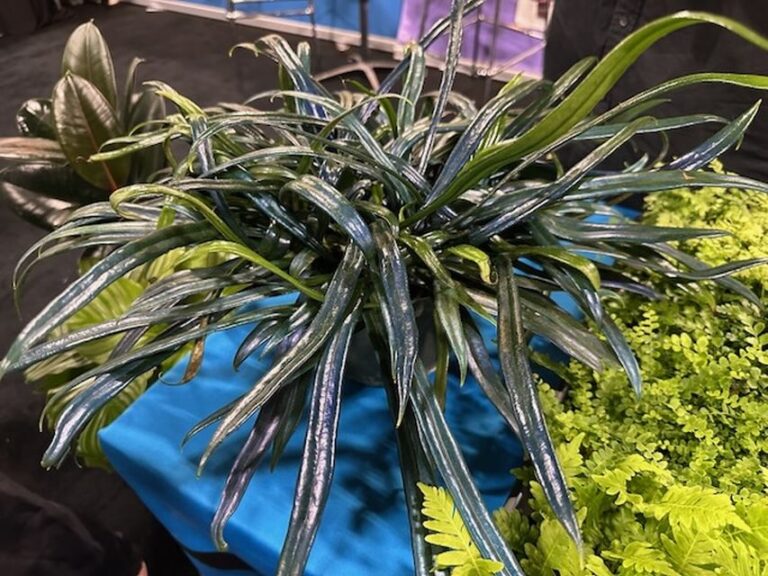 Blue Oil Fern (Casa Flora)