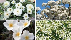 Even More Pantone 2026 Color of the Year Varieties