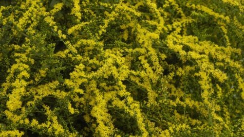 Mt. Cuba Center Shares Results from Three-Year Goldenrod Trial