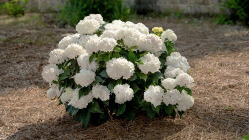 New Varieties That Stood Out at MANTS 2026