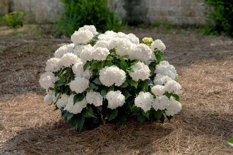 New Varieties That Stood Out at MANTS 2026 - Greenhouse Grower