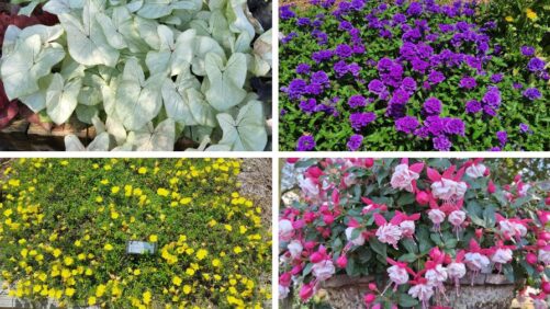 Highlights from 2025 Field Trials: University of Georgia