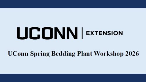 Learning Opportunity: The 2026 UConn Spring Bedding Plant Workshop