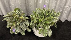 15 Plants and Products That Drew Rave Reviews at TPIE 2026