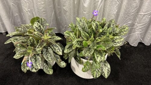 15 Plants and Products That Drew Rave Reviews at TPIE 2026