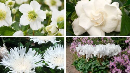 More Pantone 2026 Color of the Year Varieties