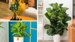National Garden Bureau Names 2026 the ‘Year of the Ficus’