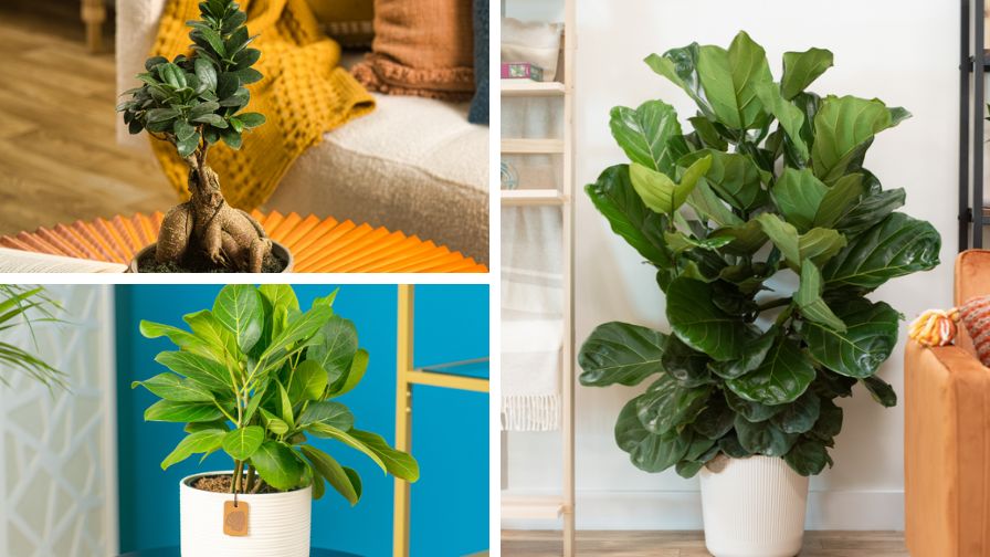 National Garden Bureau Names 2026 the 'Year of the Ficus'