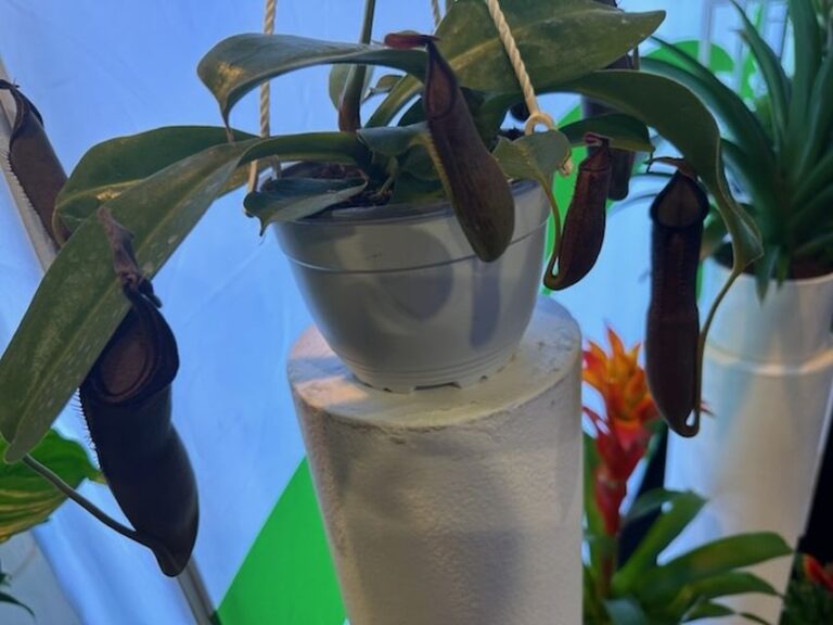Nepenthes ‘Midnight’ (Deroose Plants)