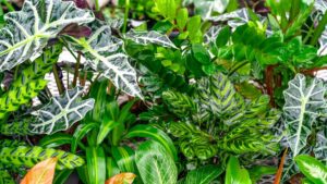 Oasis Grower Solutions Launches Foliar Treatment Concentrate at TPIE 2026