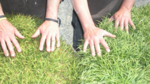 Mycorrhizae ROI: The Benefit of Multiple Species