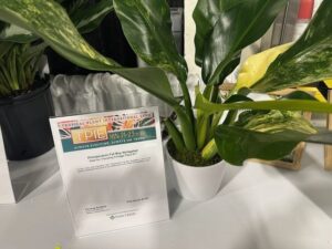 Philodendron Fat Boy Variegated (Penang Nursery)