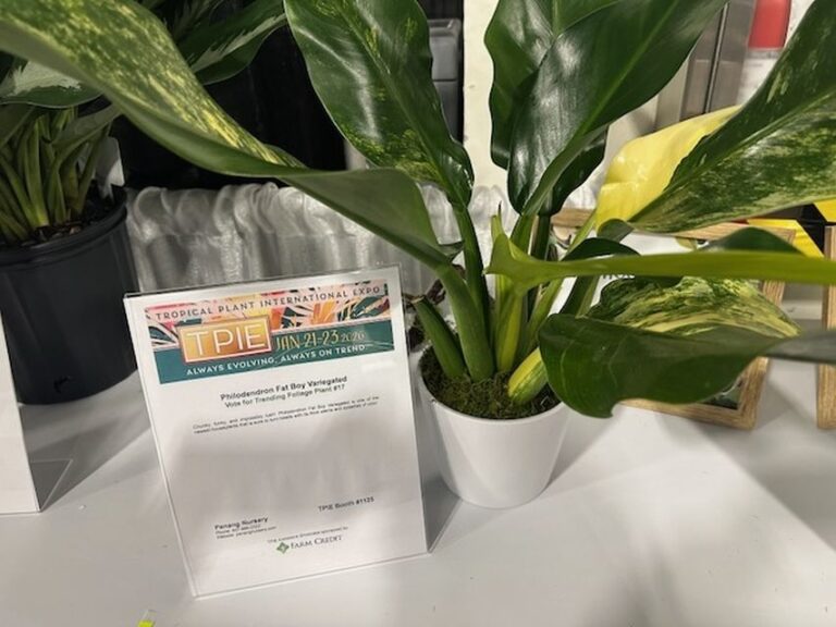 Philodendron Fat Boy Variegated (Penang Nursery)