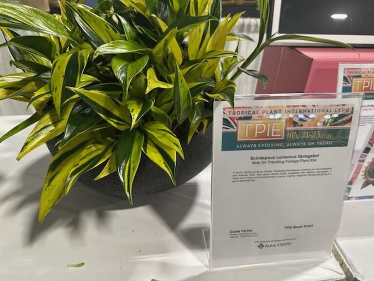 Scindapsus coriaceus Variegated (Costa Farms)