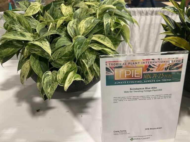 Scindapsus ‘Blue Albo’ (Costa Farms)