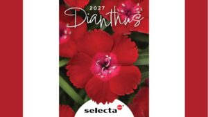 Selecta One Releases New Dianthus Catalog for 2027