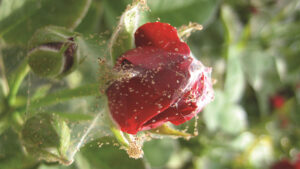 The MVP of Insecticides Has Arrived