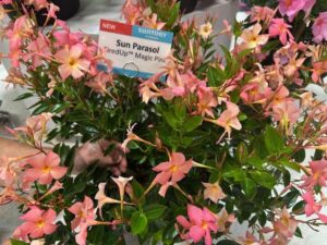 Sun Parasol FiredUp Magic Pink (Sun-Fire Nurseries)
