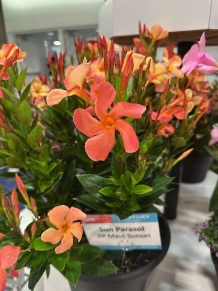 Sun Parasol XP Maui Sunset (Sun-Fire Nurseries)