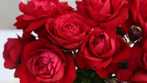 Video Spotlight: How to Plant a Bare Root Rose