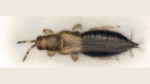 New Thrips Parvispinus Study Unlocks Secrets of the Invasive Pest