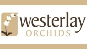 Westerlay Orchids Predicts the Top Floral Trends of 2026