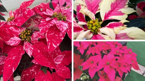 Beyond Red: What’s Next for Poinsettias