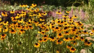 What Breeding Priorities Look Like in Plants