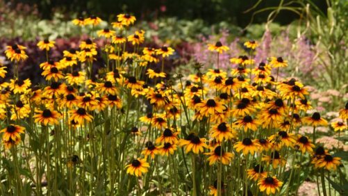 What Breeding Priorities Look Like in Plants