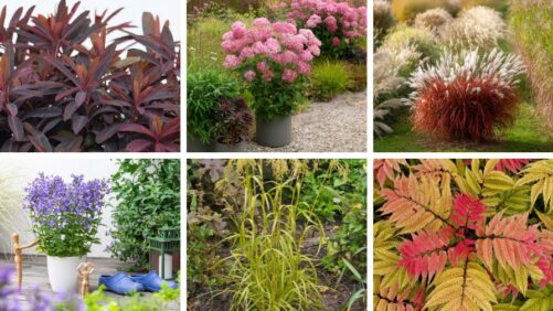 Concept Plants Announces Its New 2026 Variety Introductions