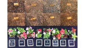 A Guide to Wood Substrates: The Viability of Hardwood Trees