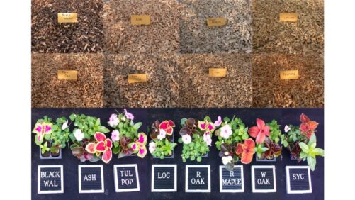 A Guide to Wood Substrates: The Viability of Hardwood Trees