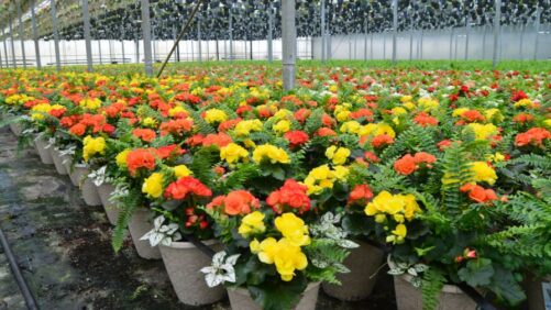 Highlights from Greenhouse Grower’s February 2026 Issue