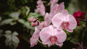 Reducing Supplemental Lighting Costs in Orchid Production