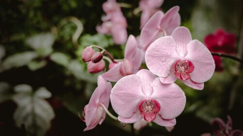 Reducing Supplemental Lighting Costs in Orchid Production