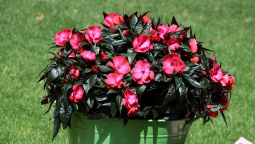 Why the National Garden Bureau Named 2026 the Year of the Impatiens