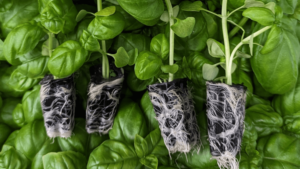 Pindstrup, Klasmann-Deilmann Make Acquisitions to Improve Future of Young Plant Production