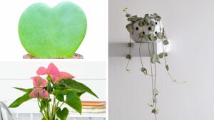The Appeal of Heart-Shaped Houseplants During the Valentine’s Day Season