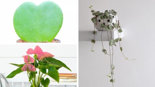 The Appeal of Heart-Shaped Houseplants During the Valentine’s Day Season