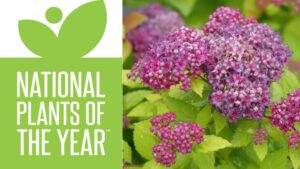Video Spotlight: Proven Winners 2026 Plants of the Year