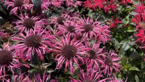 Survey Shows Sustainability in Floriculture Differs by Industry Sector