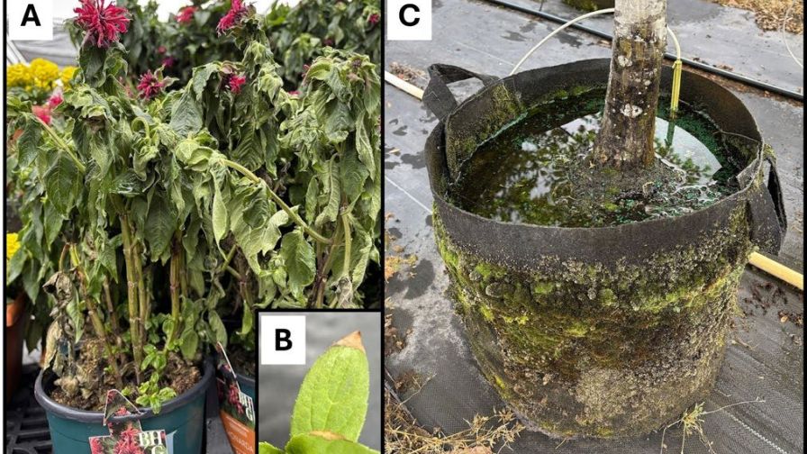 Tips on Identifying Water Stress in Container-Grown Plants - Greenhouse  Grower