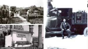 Monrovia: A Century, Measured in Plants