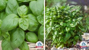 New Solutions for Battling Basil Downy Mildew