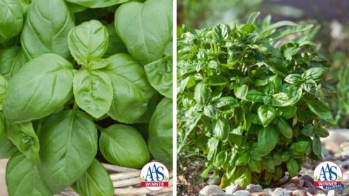 New Solutions for Battling Basil Downy Mildew