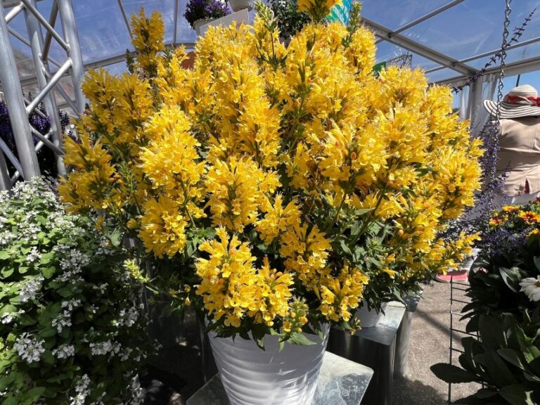 Agastache ‘Honeysticks Gold’ (Dümmen Orange)